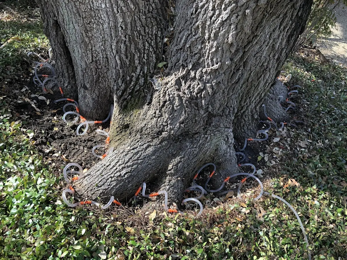 Detailed Tree Cabling and Bracing job site in Rushville
