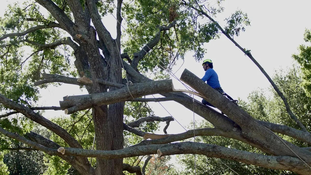 Professional Crown Thinning performed by certified arborists in Rushville