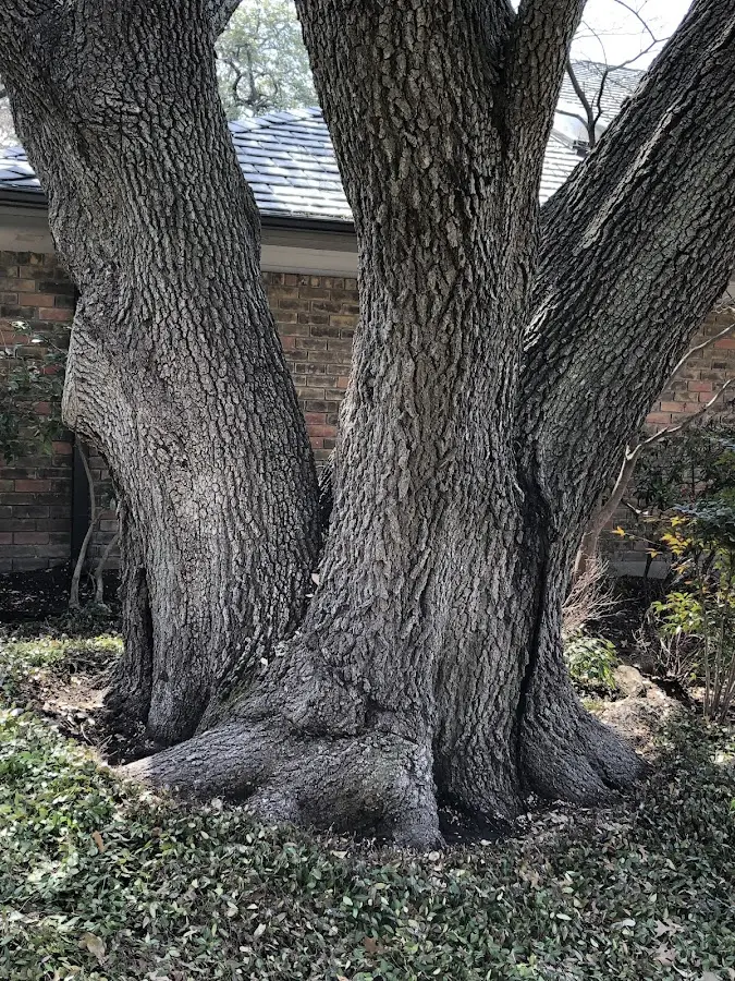 Mature heritage tree close to a Rushville property cared for by certified arborists